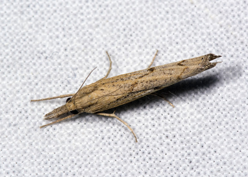 Crambidae: Pediasia contaminella